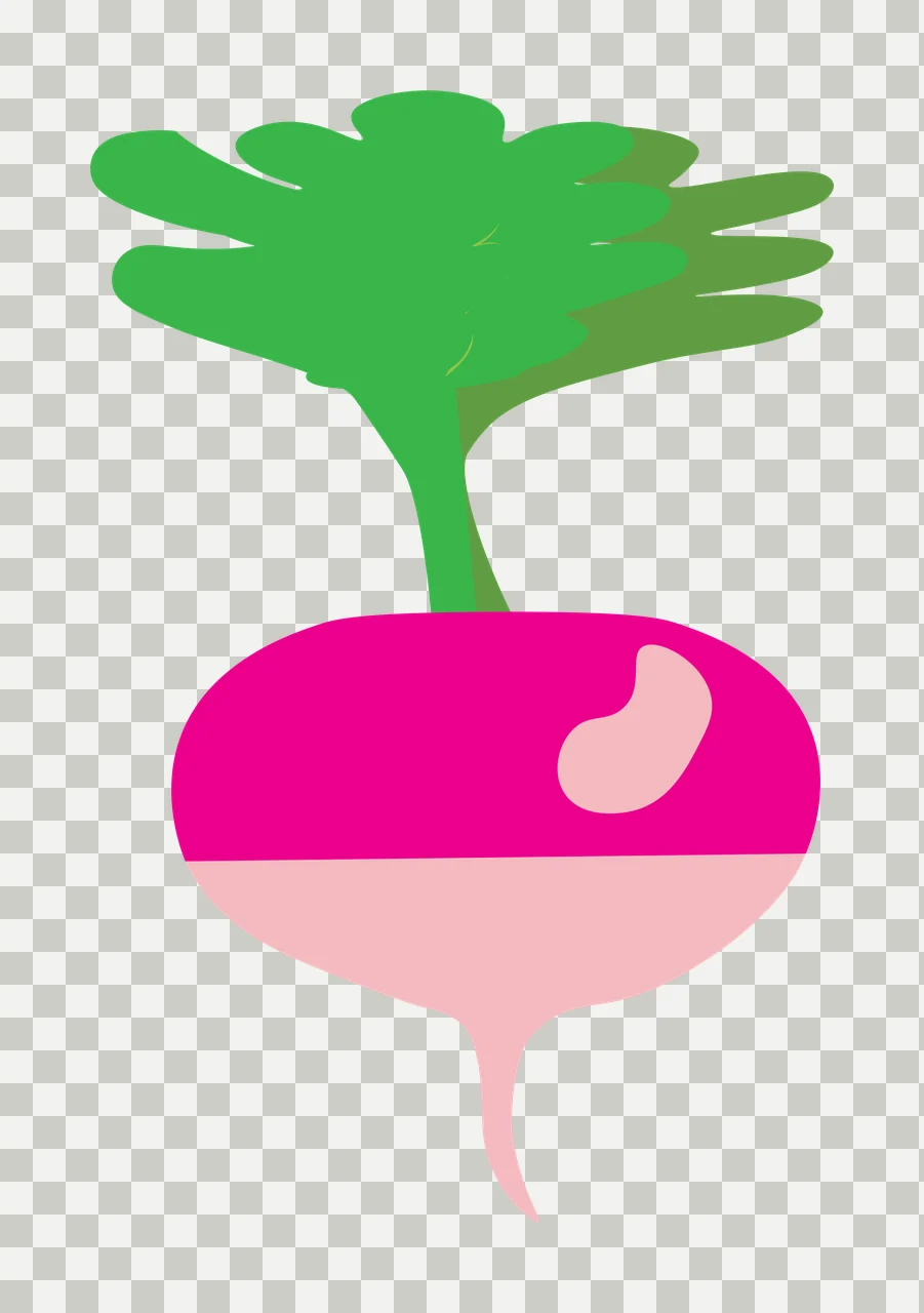 Radish Illustration with magenta bulb, light pink base, curved taproot and green leafy stem transparency and detail preview thumbnail