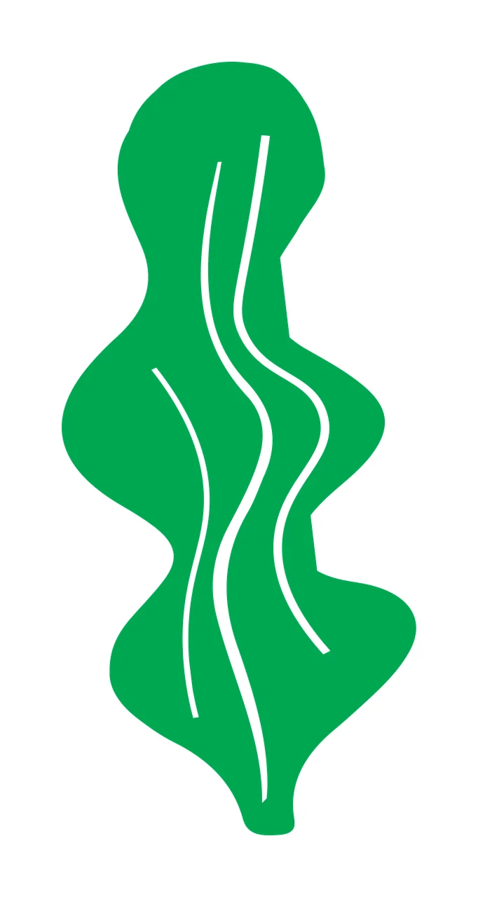 Green leaf Illustration with green wavy leaf, white line details and white background