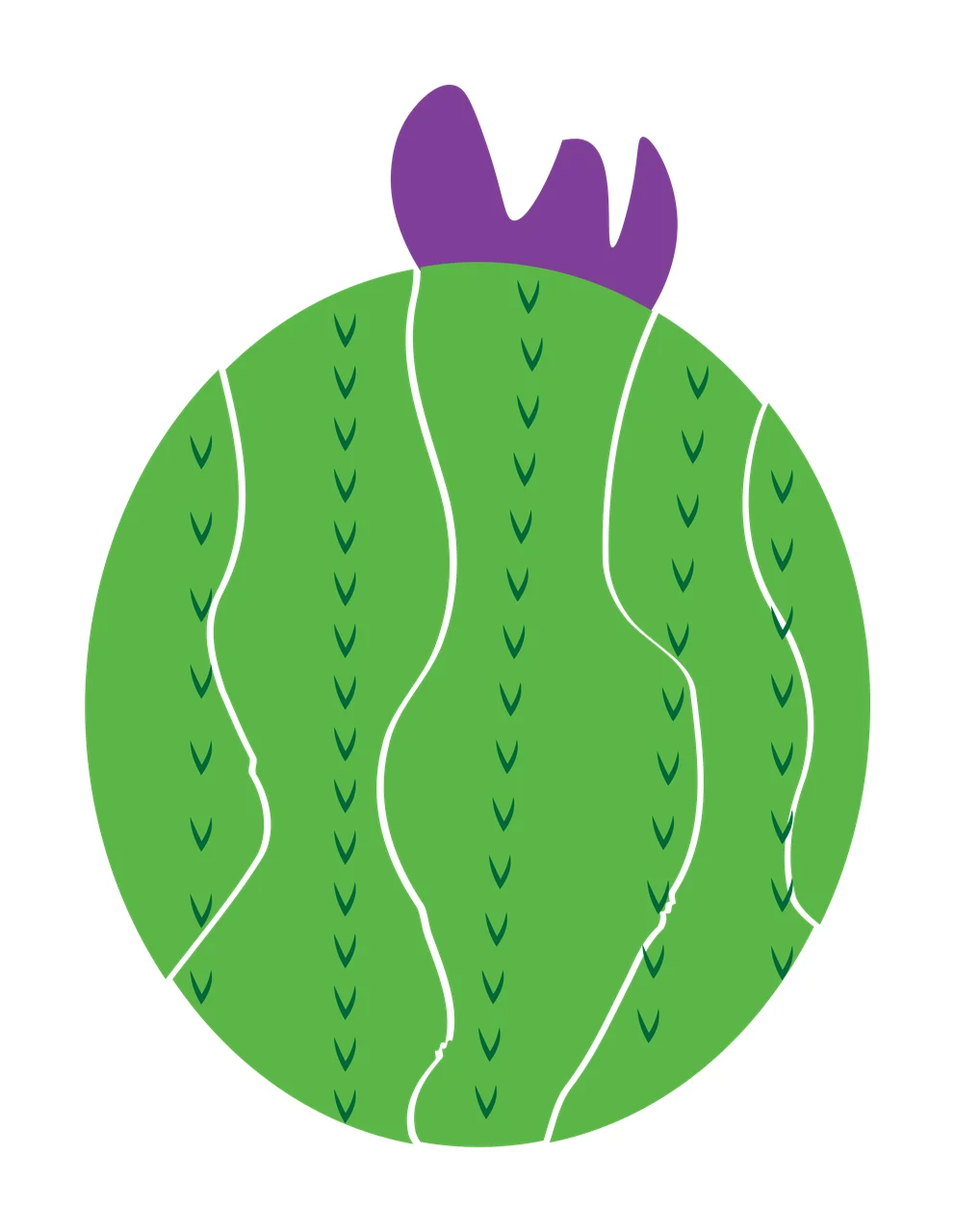 Round green cactus with purple top and green spines Illustration with green cactus body and white vertical lines in dark green