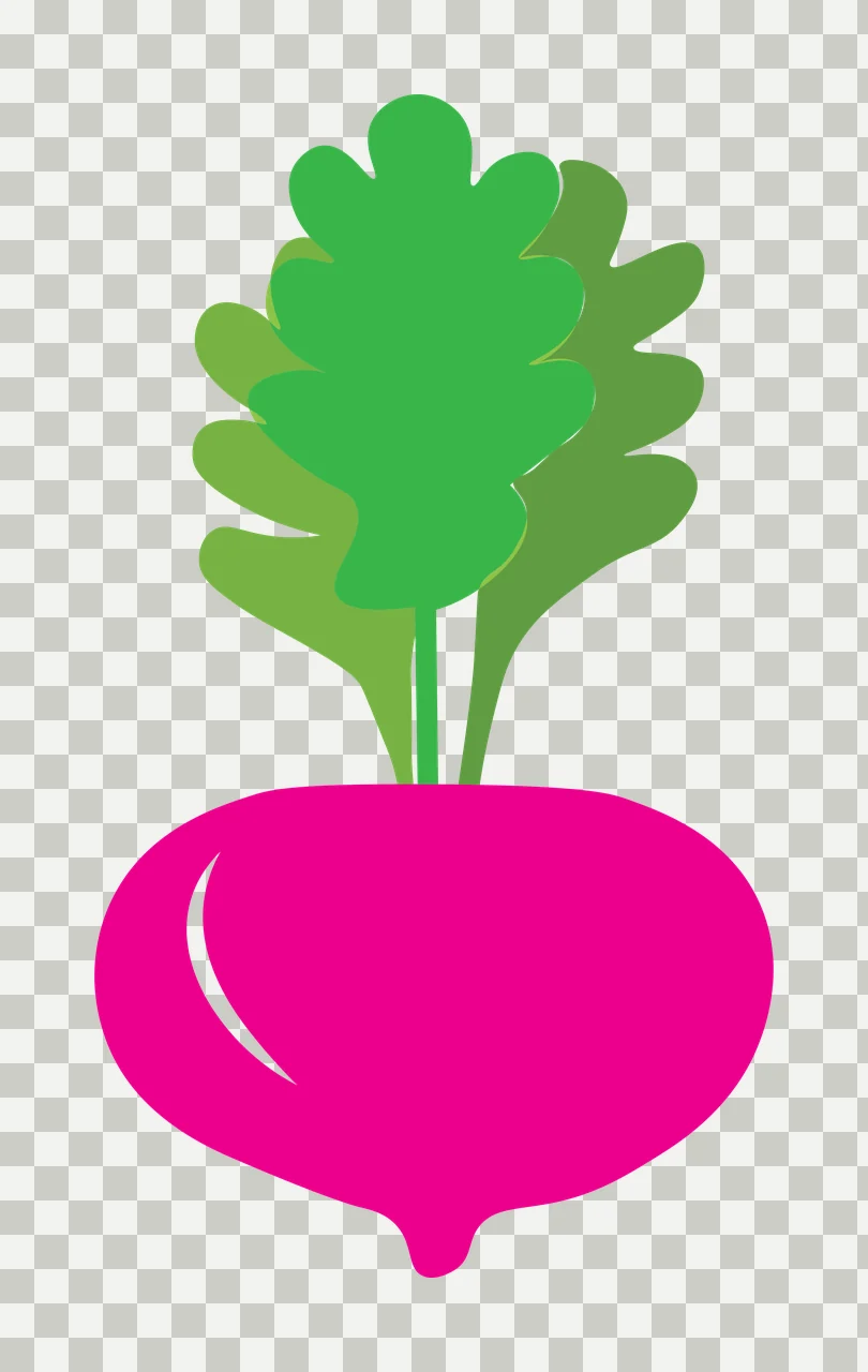 Beetroot Illustration with magenta root body, green leaves, stems and white highlight in hot pink and bright green transparency and detail preview thumbnail