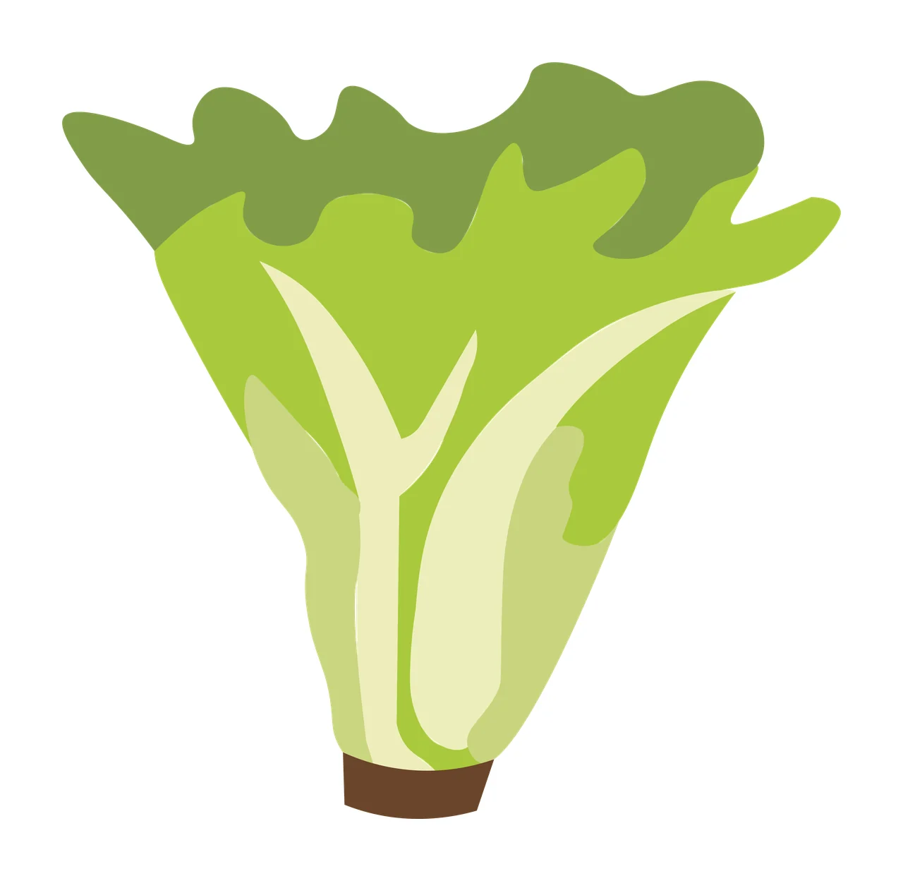 Romaine lettuce Illustration with lettuce leaves, stalks, wavy leaf edges and cut stem base in green, light green and dark green